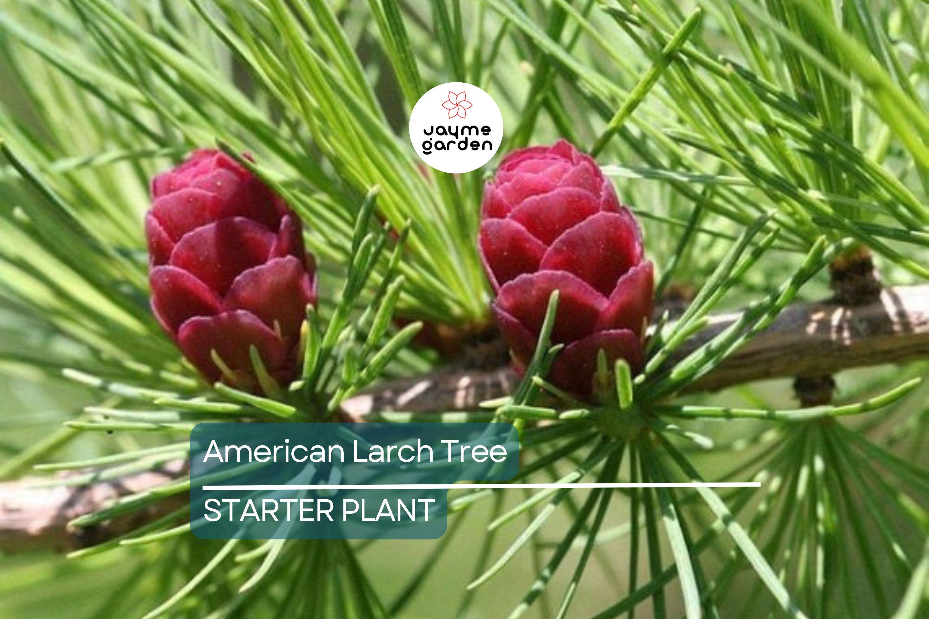 American Larch Tree Live Bare Root, 10–12" Tamarack, Fast Growing, Zone 3–9