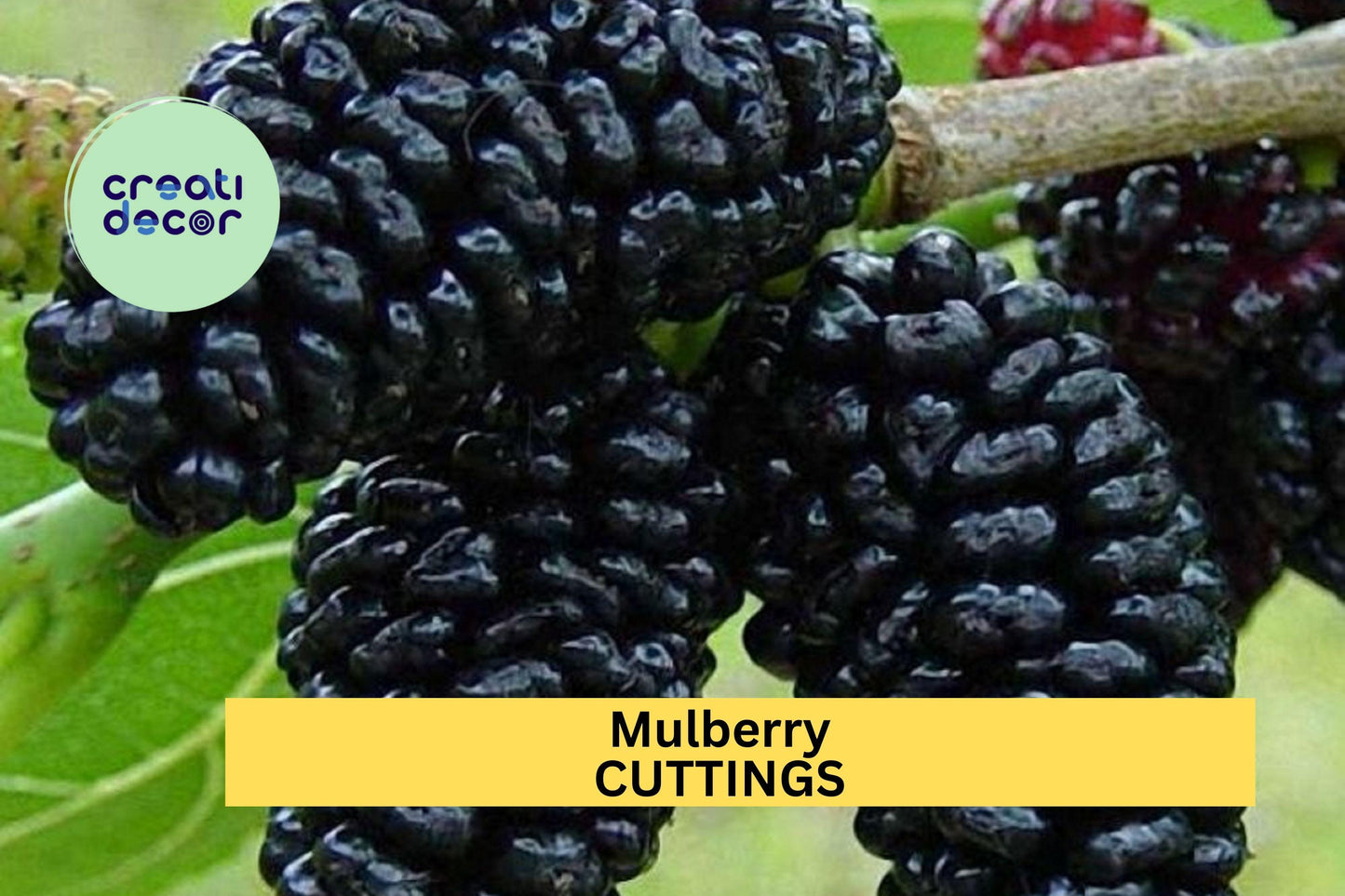 10 Organic Mulberry Cuttings – Unrooted 8"+ Hardwood Stems for Grafting or Propagation – Sweet Fruit Variety – Wholesale Lot – USA