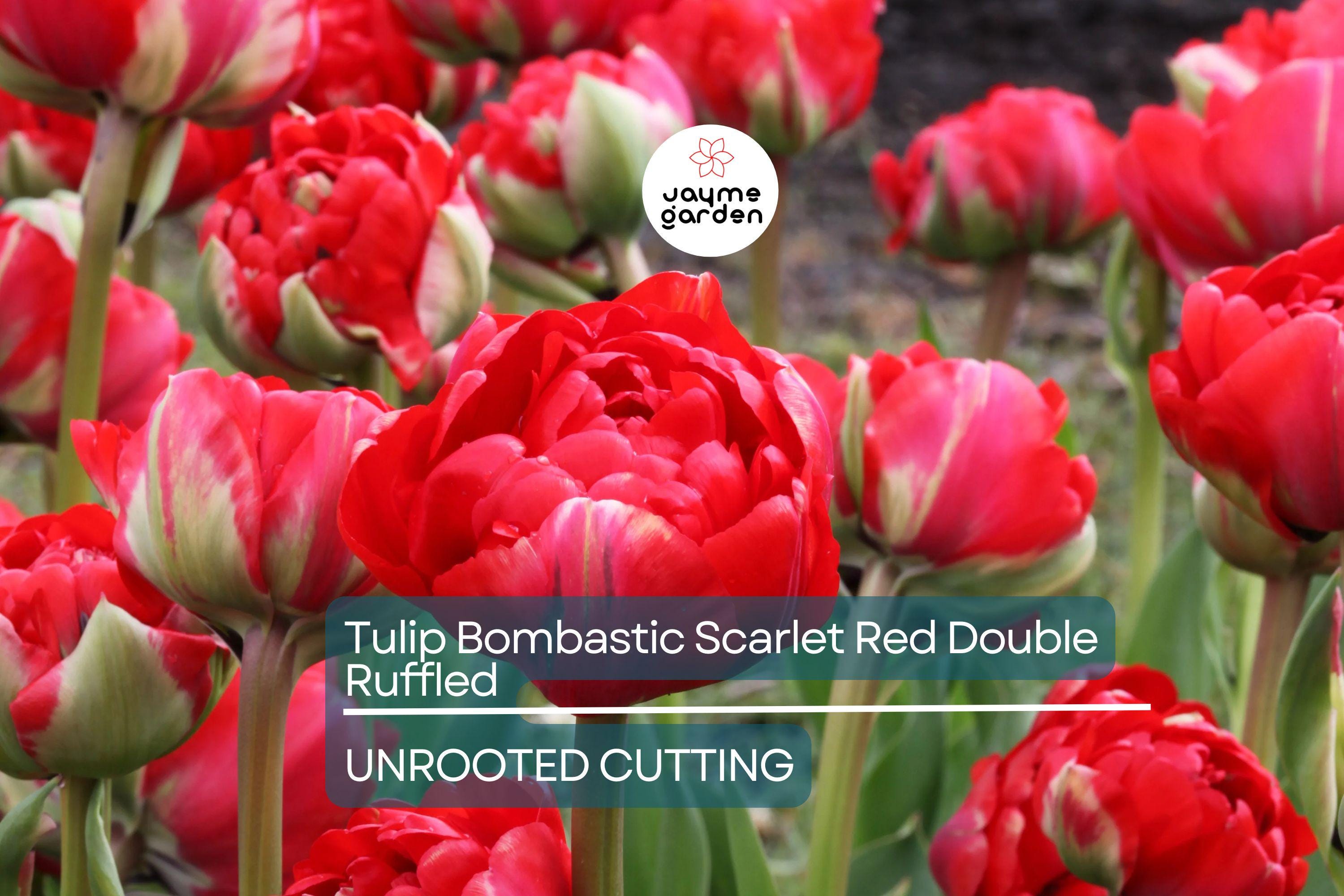 Tulip Bombastic Scarlet Red Double Ruffled – 8” Blooms, 10 Flower Bulbs, Peony-Like, Late Spring