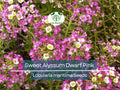 1000 Sweet Alyssum Dwarf Pink Seeds – Lobularia maritima, Fragrant Groundcover, Non-GMO, 4” Blooms, Attracts Butterflies