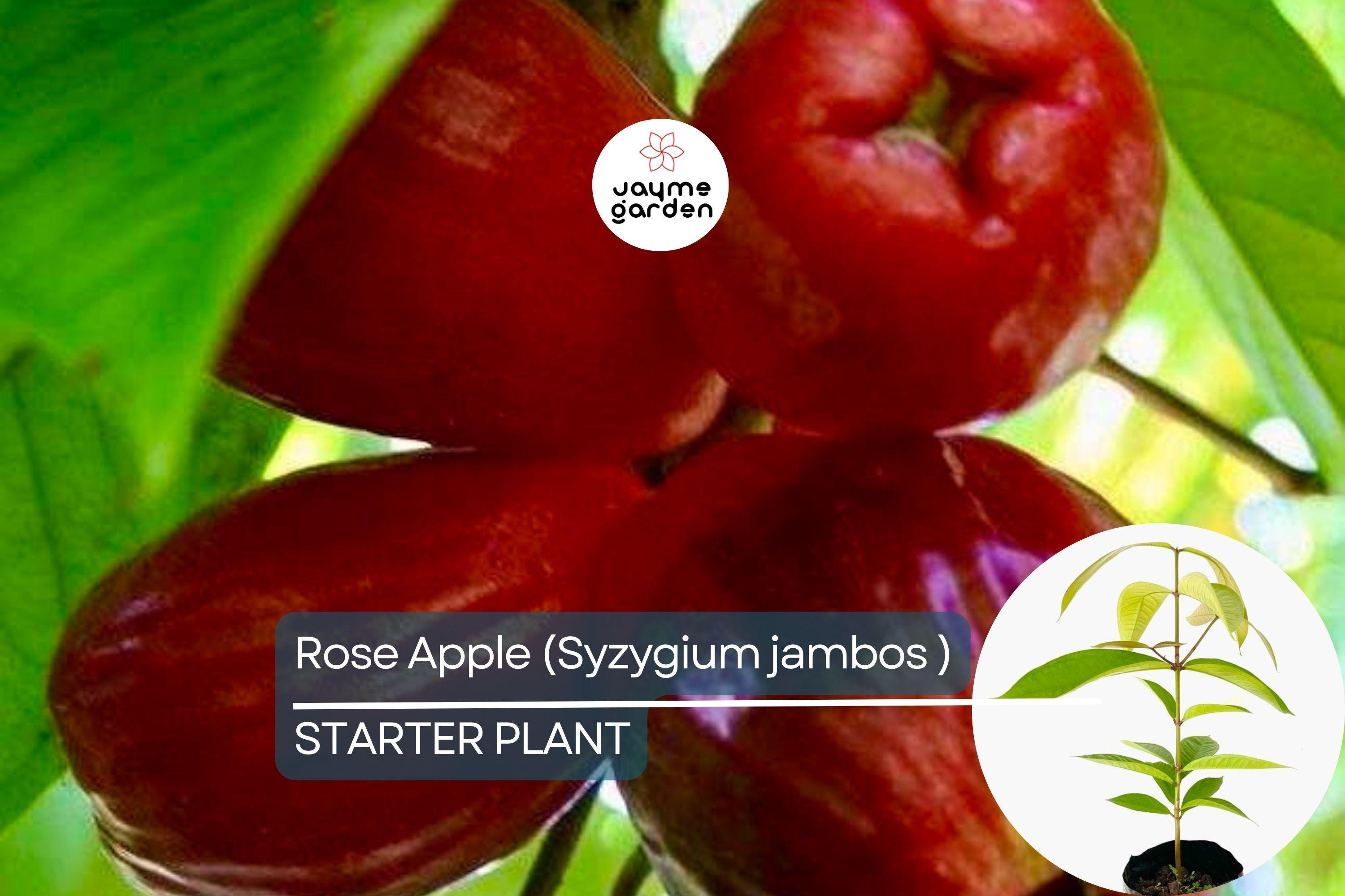 Rose Apple Tree (Syzygium jambos) Live Tropical Fruit Plant 12″-24″ Tall | Sweet, Crisp, Floral-Flavored Fruit