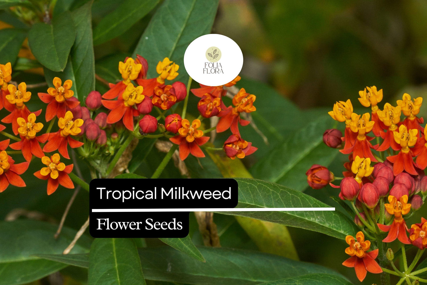 25 Seeds Tropical Milkweed (Asclepias curassavica) | Monarch Host Plant with Red-Orange Flowers | Pollinator-Friendly & Easy to Grow