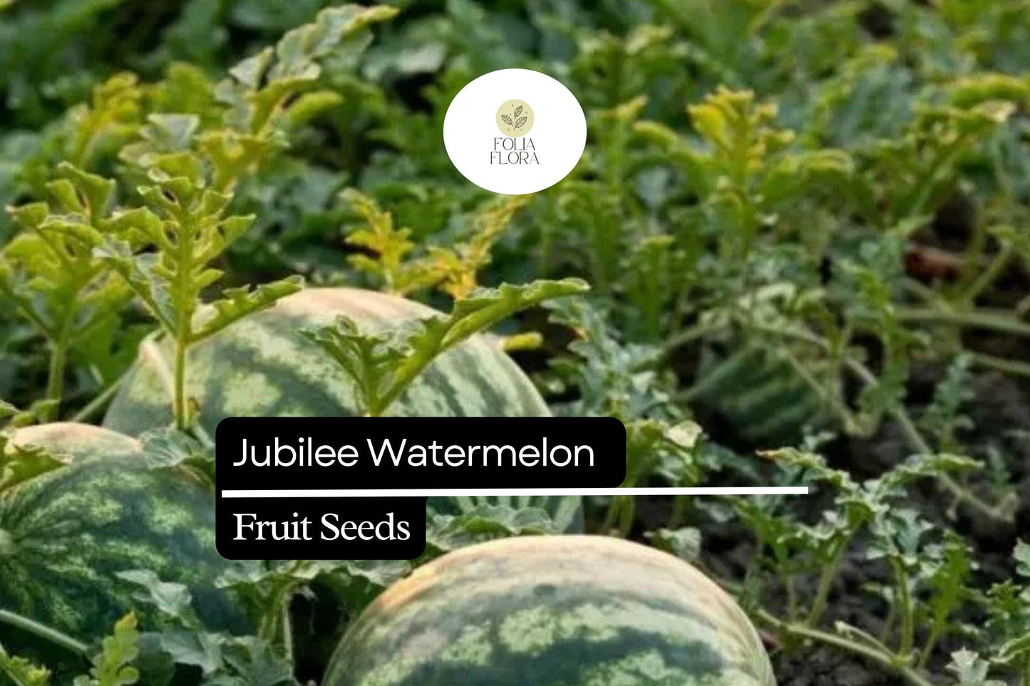 5 Seeds Jubilee Watermelon (Citrullus lanatus) – Sweet, Juicy, Striped Heirloom Variety