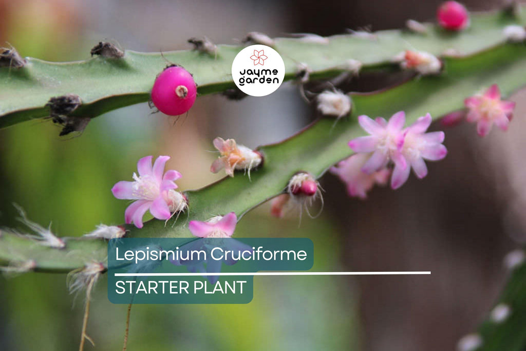 Lepismium cruciforme Super Red Clone | Jungle Cactus Cutting with Pink Flowers & Red Fruits | Rare Hanging Succulent