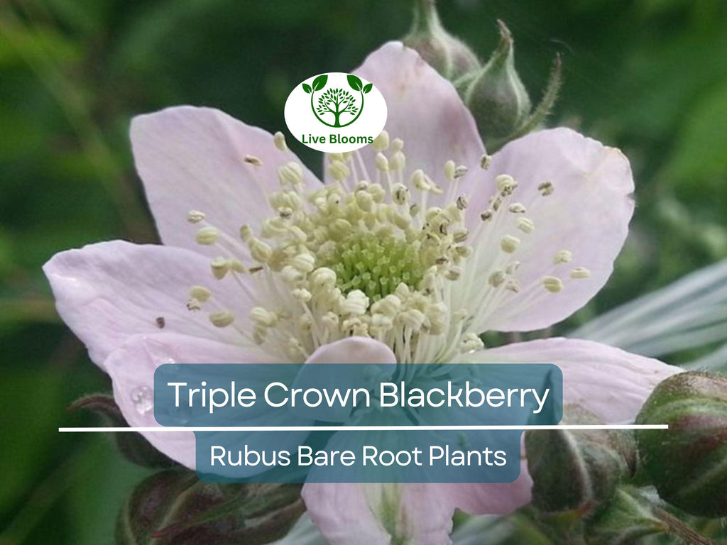 3 Triple Crown Blackberry Plants – Thornless Bare Root Bushes – Heavy Yields, Sweet Fruit, Easy to Grow Berry Shrubs