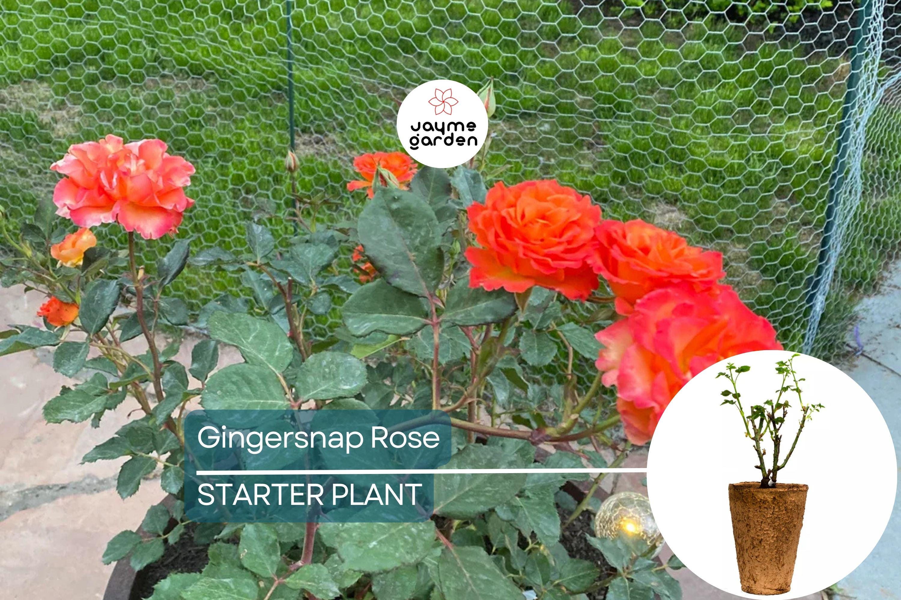 Gingersnap Rose Plant – 1.5 Gal Potted | Bright Orange Reblooming Floribunda | Fragrant & Pesticide-Free | Zones 5-10
