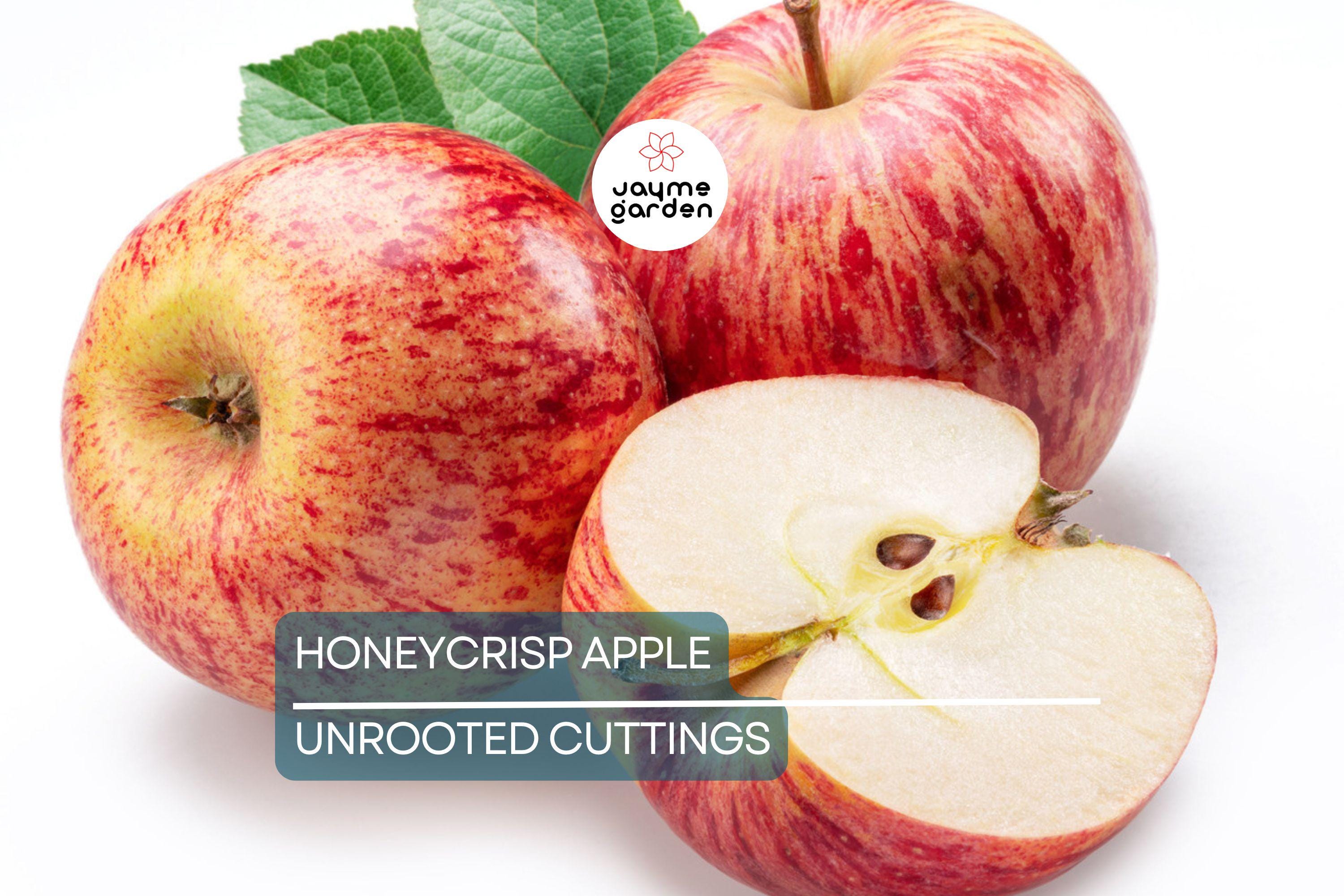 6 Honeycrisp Apple Tree Scion Wood Cuttings - Organic, 6-9" Hardwood - Winter Hardy