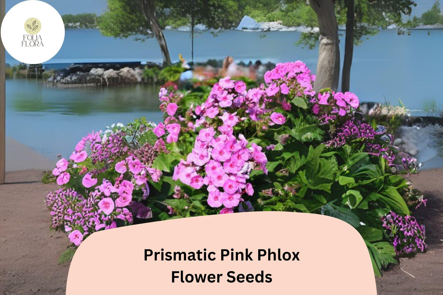 100+ Prismatic Pink Phlox Seeds – Phlox paniculata, Bright Pink Perennial Garden Flowers