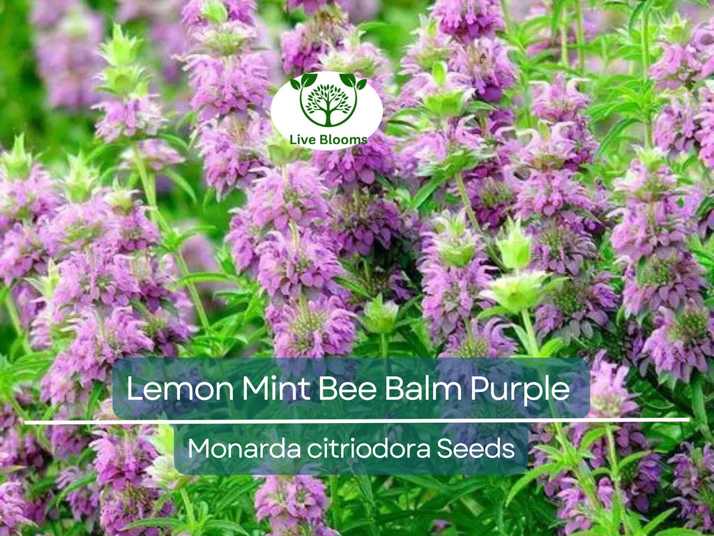 500 Lemon Mint Bee Balm Seeds | Monarda citriodora | Purple Heirloom Flower | Non-GMO | Pollinator Magnet | Edible & Aromatic Herb