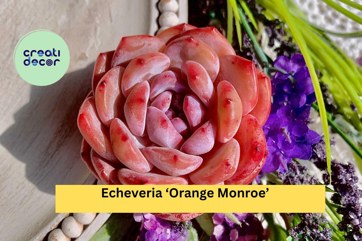 Echeveria ‘Orange Monroe’ – Rare Succulent Plant, Bare Root Easy Care Live Rosette for Indoor Decor or Outdoor Container Garden