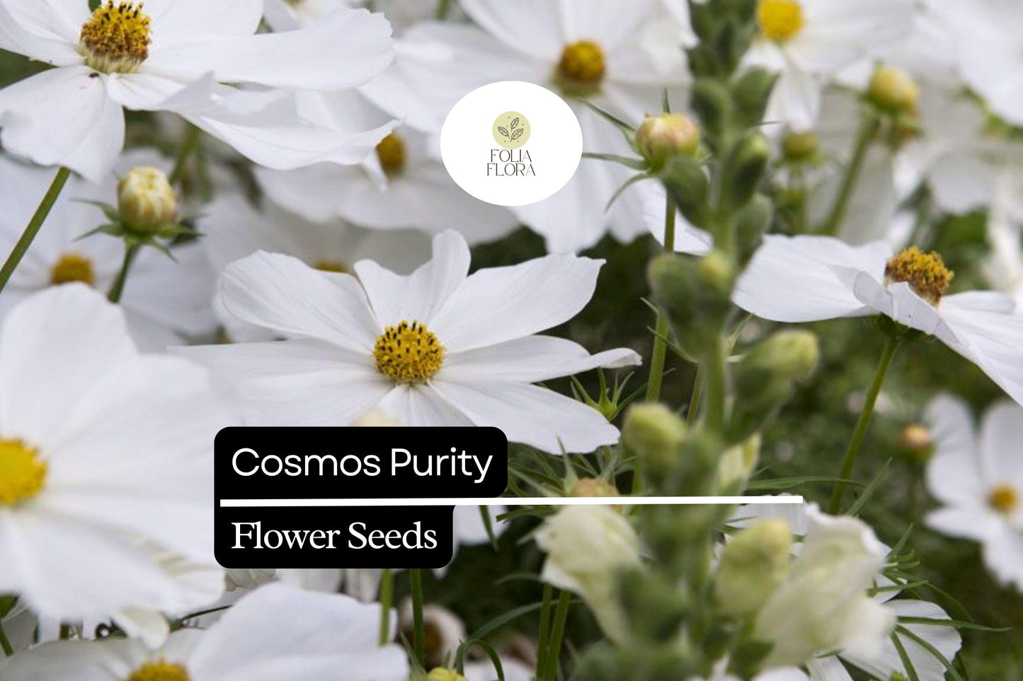 200+ Purity Cosmos Seeds | Cosmos Bipinnatus White Blooms | Annual Garden Flower Seeds for Planting
