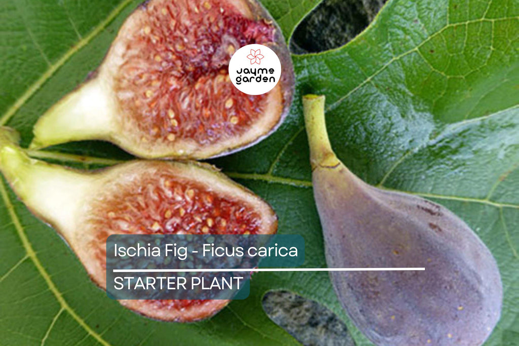 Ischia Fig - Ficus carica | Live Well-Rooted Starter Plant | Spring Special | Sweet Berry Flavor | Zone 6-9