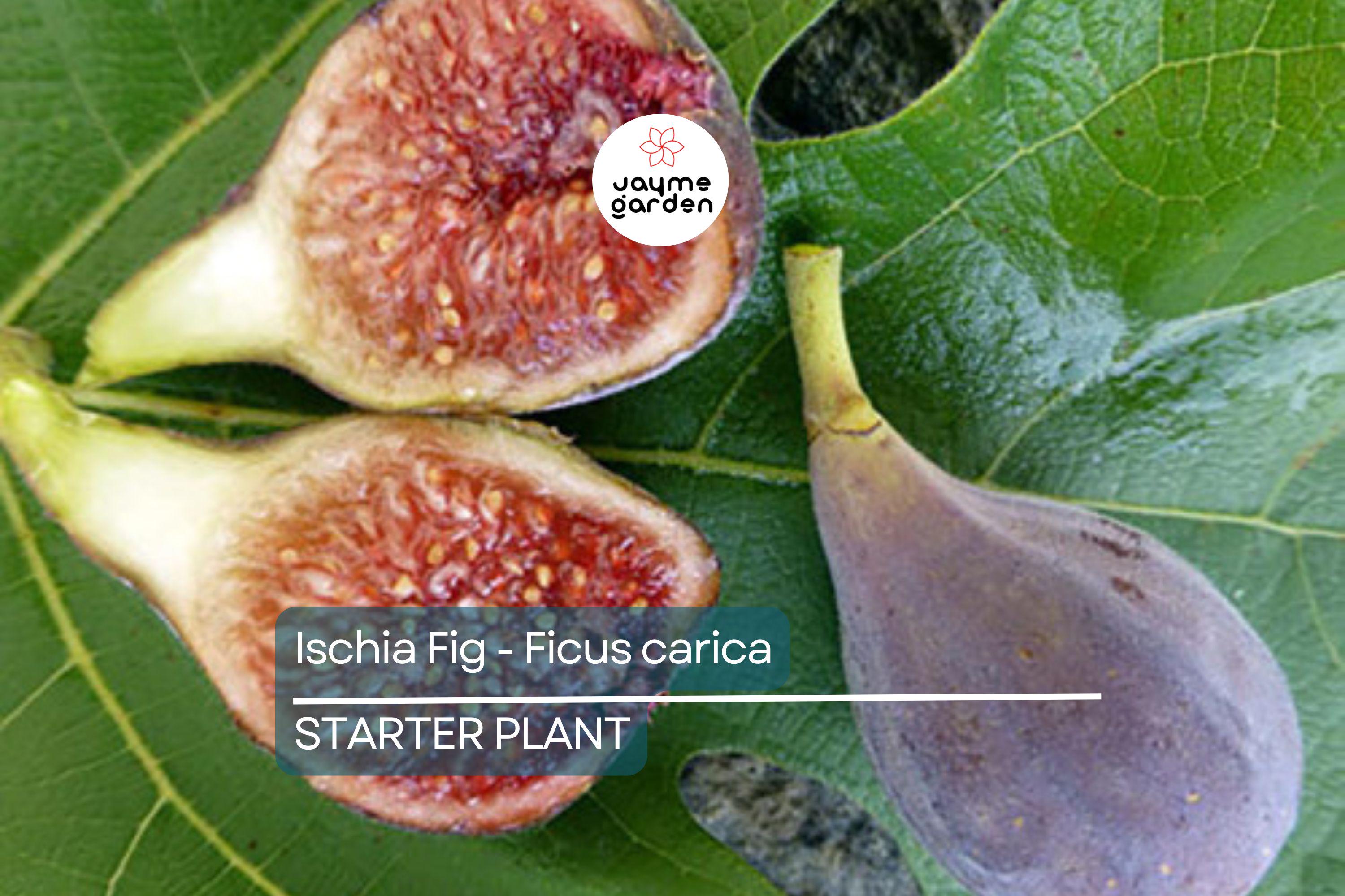 Ischia Fig - Ficus carica | Live Well-Rooted Starter Plant | Spring Special | Sweet Berry Flavor | Zone 6-9