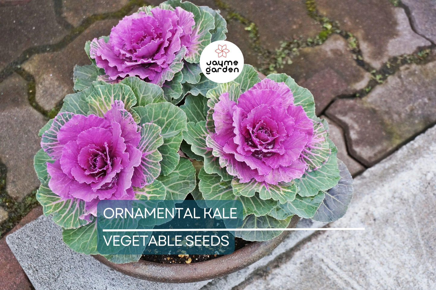 50 Ornamental Kale Seeds – Non-GMO Heirloom, Free Shipping, Decorative Garnish