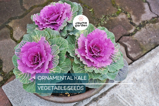 50 Ornamental Kale Seeds – Non-GMO Heirloom, Free Shipping, Decorative Garnish