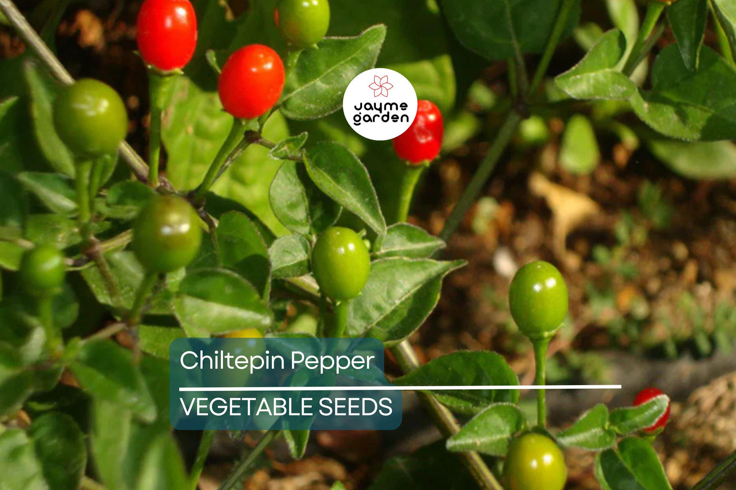25 Chiltepin Pepper Seeds - Wild Hot Pepper, 50,000-250,000 SHU, 3-4 Ft Tall, Non-GMO, USA Seller