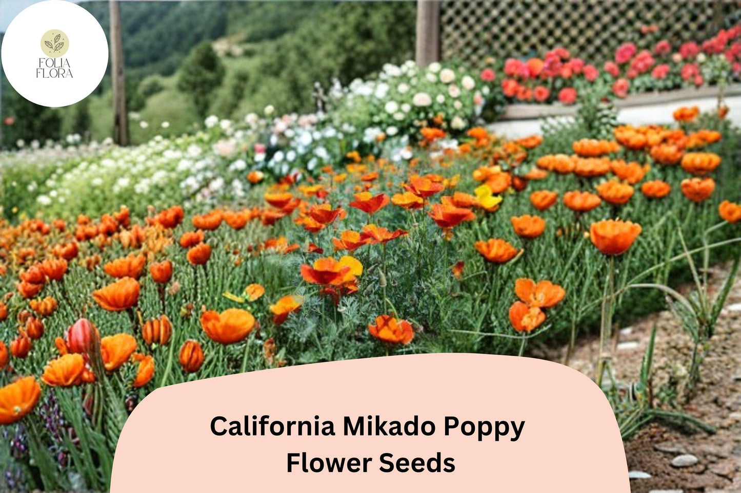 200+ California Mikado Poppy Seeds for Garden Planting - Vibrant, Easy-to-Grow Wildflowers