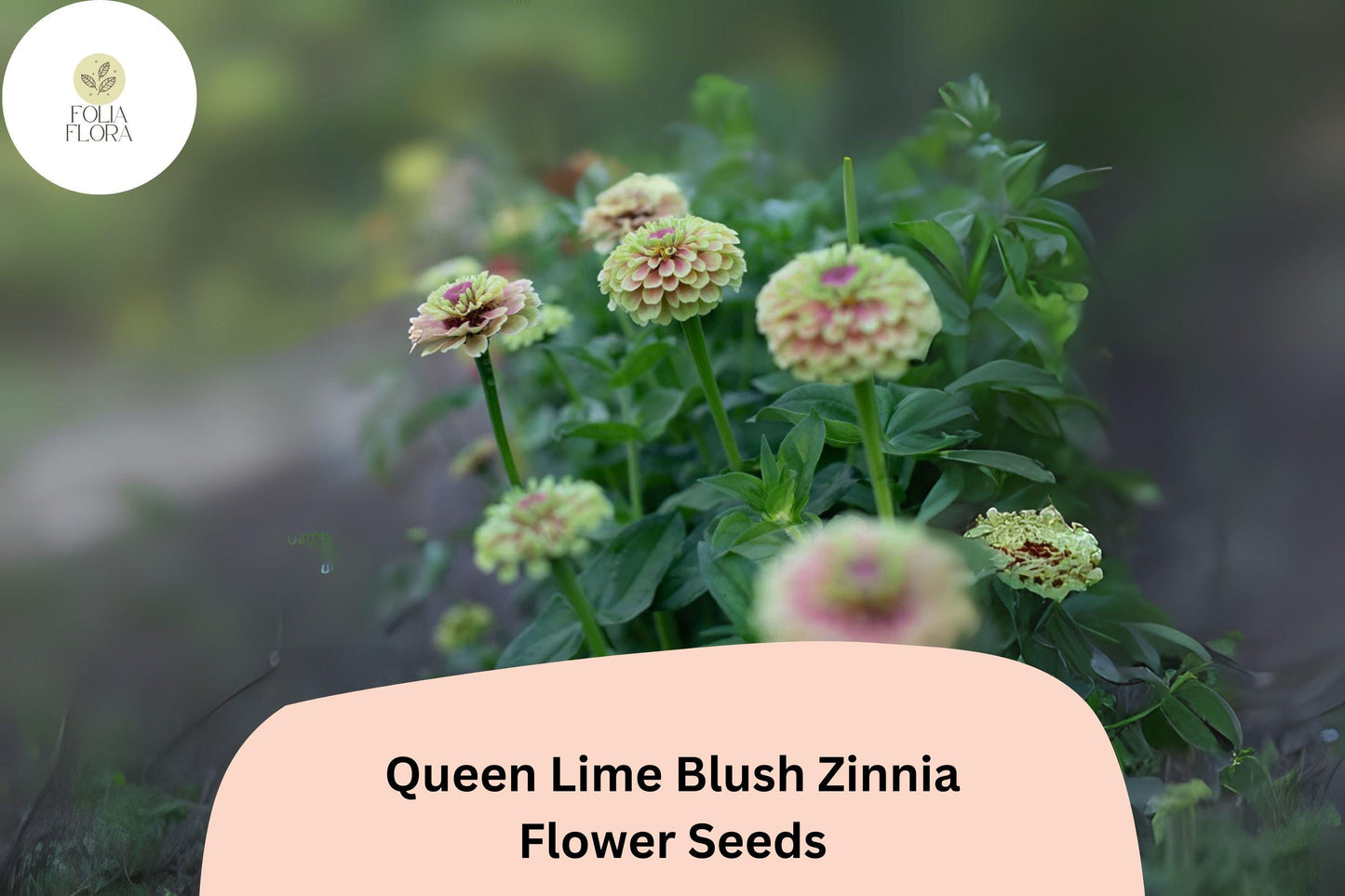 100+ Queen Lime Blush Zinnia Seeds | Soft Lime & Blush Blooms | Compact Garden Annual Flowers, Easy Grow, Cut Flower Variety