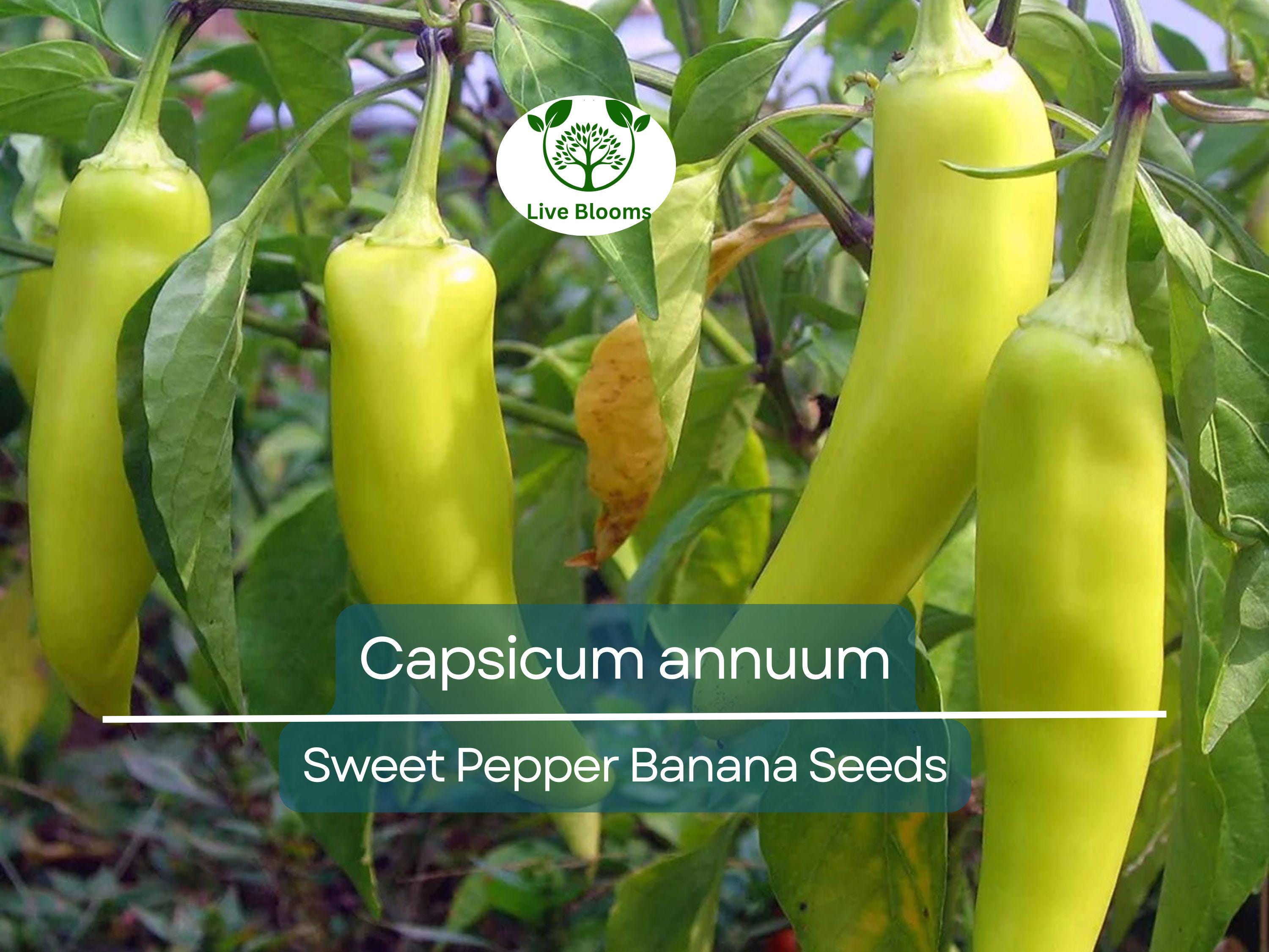 30 Seeds Sweet Pepper Banana (Capsicum annuum) – Mild, Fruity Banana Pepper for Planting, Ideal for Salads, Salsas & Pickling