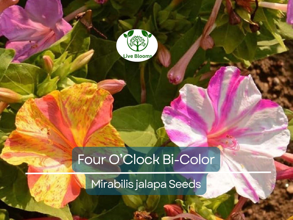 25 Seeds Four O’Clock Bi-Color – Mirabilis jalapa – Heirloom Non-GMO Annual or Perennial – Hummingbird & Pollinator Favorite
