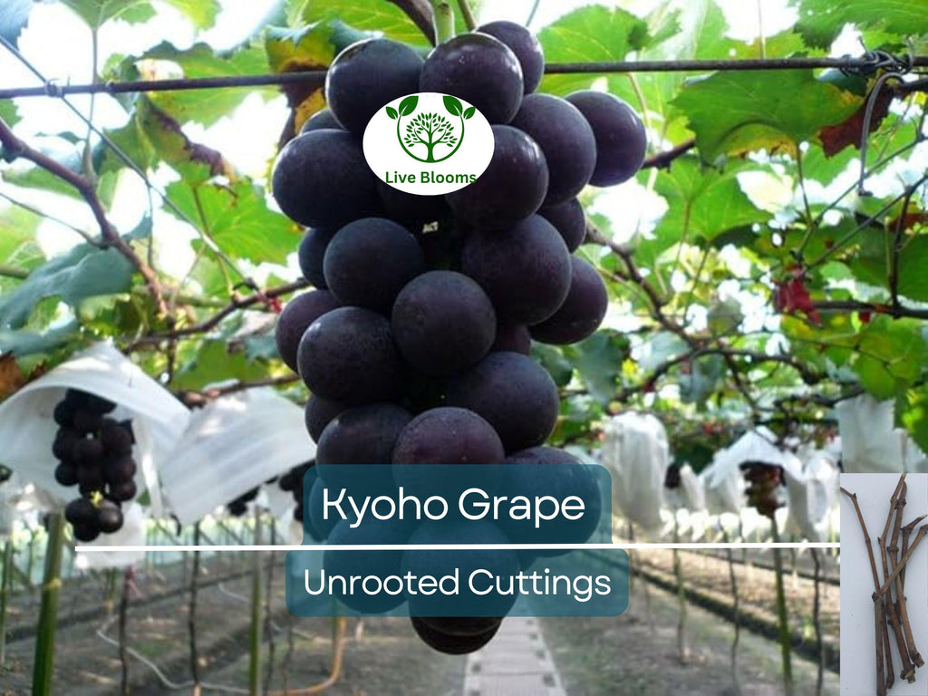 5 Japanese Kyoho Grape Unrooted Cuttings, Vitis labrusca, Sweet Purple Grapes, Easy to Root, Grape Vine Propagation, Rare Fruit Cuttings