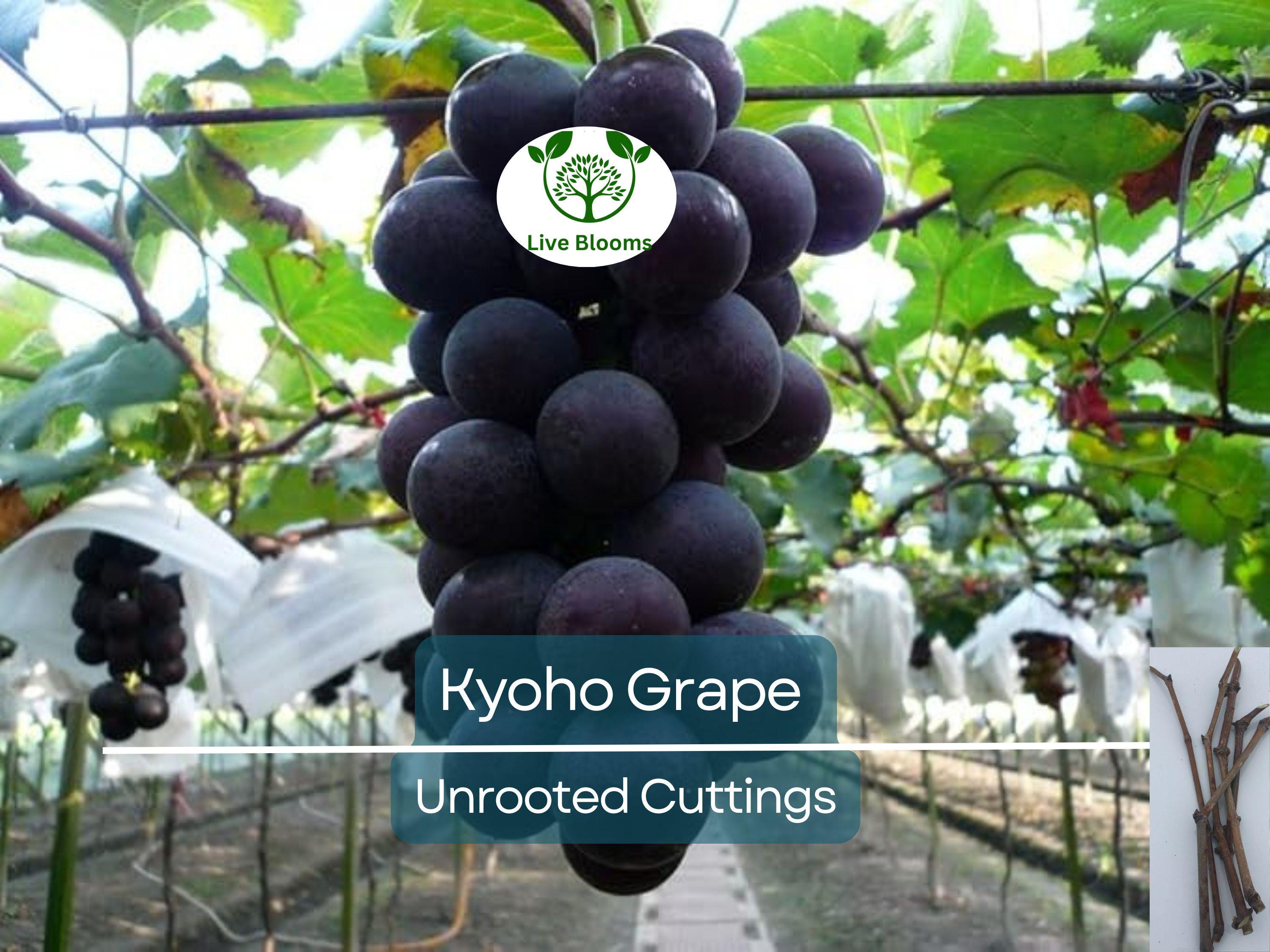 5 Japanese Kyoho Grape Unrooted Cuttings, Vitis labrusca, Sweet Purple Grapes, Easy to Root, Grape Vine Propagation, Rare Fruit Cuttings
