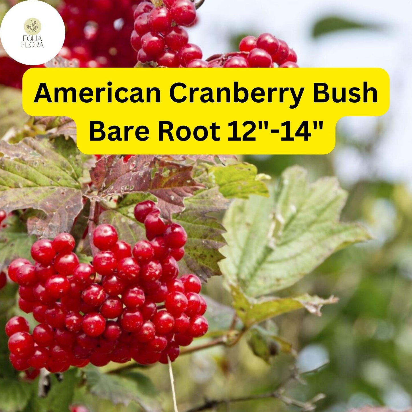 1 Live Bare Root Plant American Cranberry Bush 12"-14", Viburnum trilobum, Hardy Shrub with Edible Berries