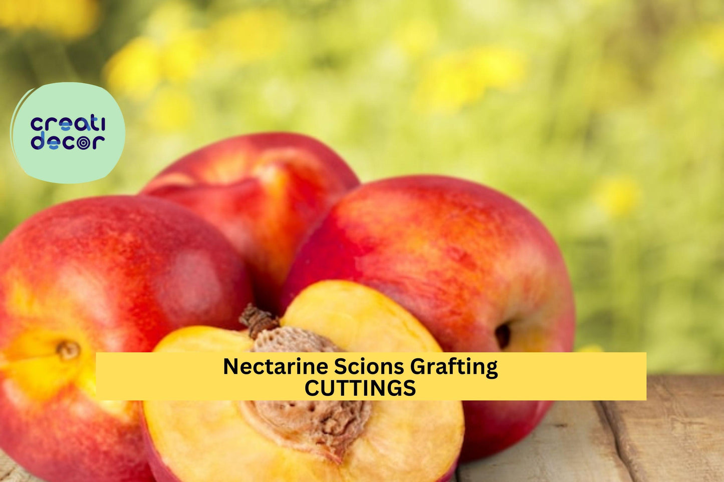 3 Nectarine Tree Scion Cuttings | Organic Non-GMO | 6" Unrooted Wood for Grafting | Grow Sweet Stone Fruit Tree Starter