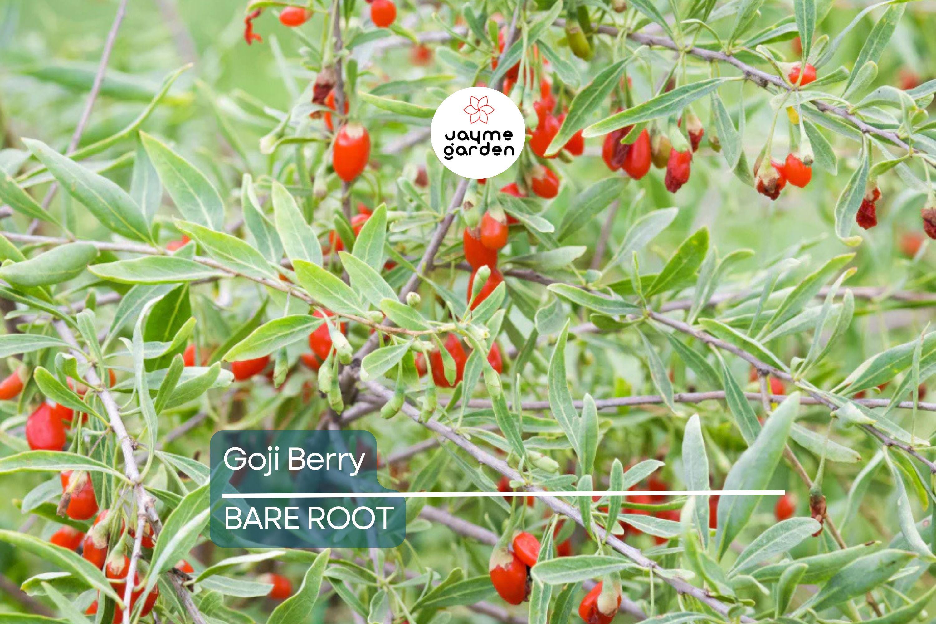 2 Fresh Goji Berry Cuttings – Bare Root Live Plant – Easy to Grow – Ready to Plant