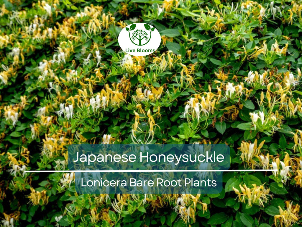 5 Japanese Honeysuckle Vines – Lonicera japonica – Live Bare Root Starter Plants – Fast-Growing & Fragrant Climber