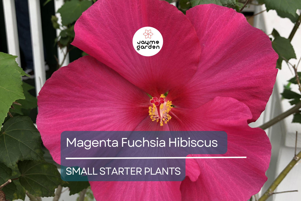 Exotic Magenta Fuchsia Hibiscus Starter Plant - Live Tropical Plant 2-5 Inches Tall - Bare Root Hibiscus for Gardens & Landscaping