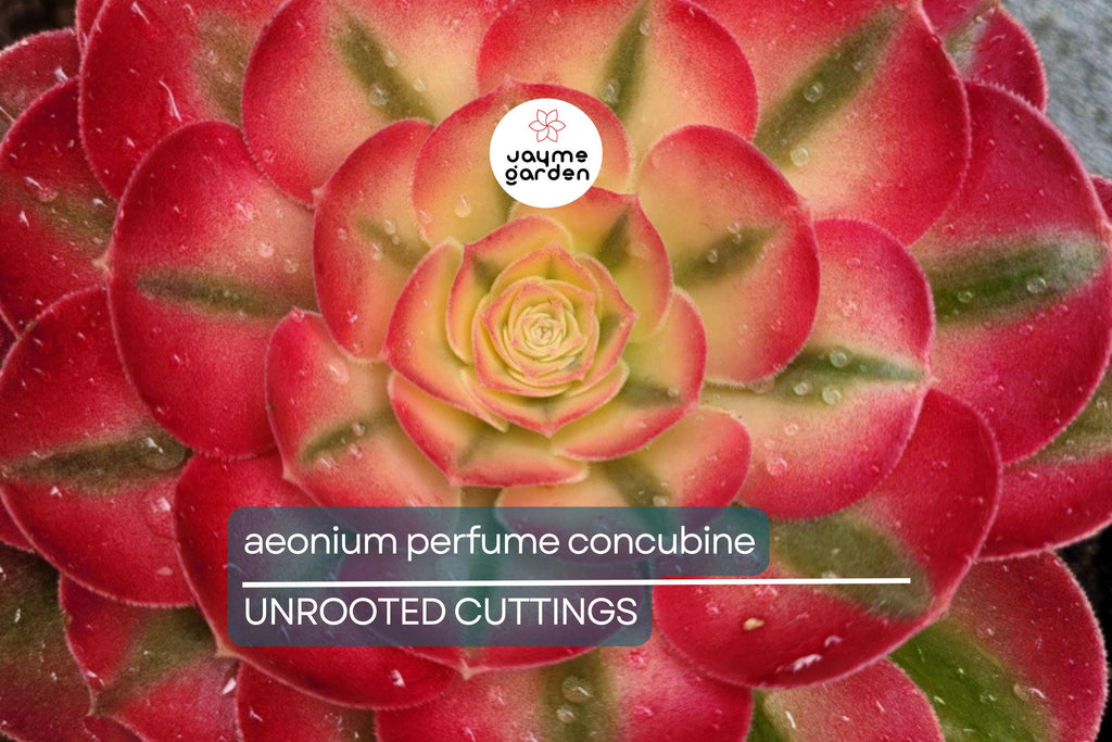 Aeonium 'Perfume Concubine' Cutting | Fresh Succulent Cutting | 2.5-Inch Rosette | Unique Collector Variety | Easy to Grow