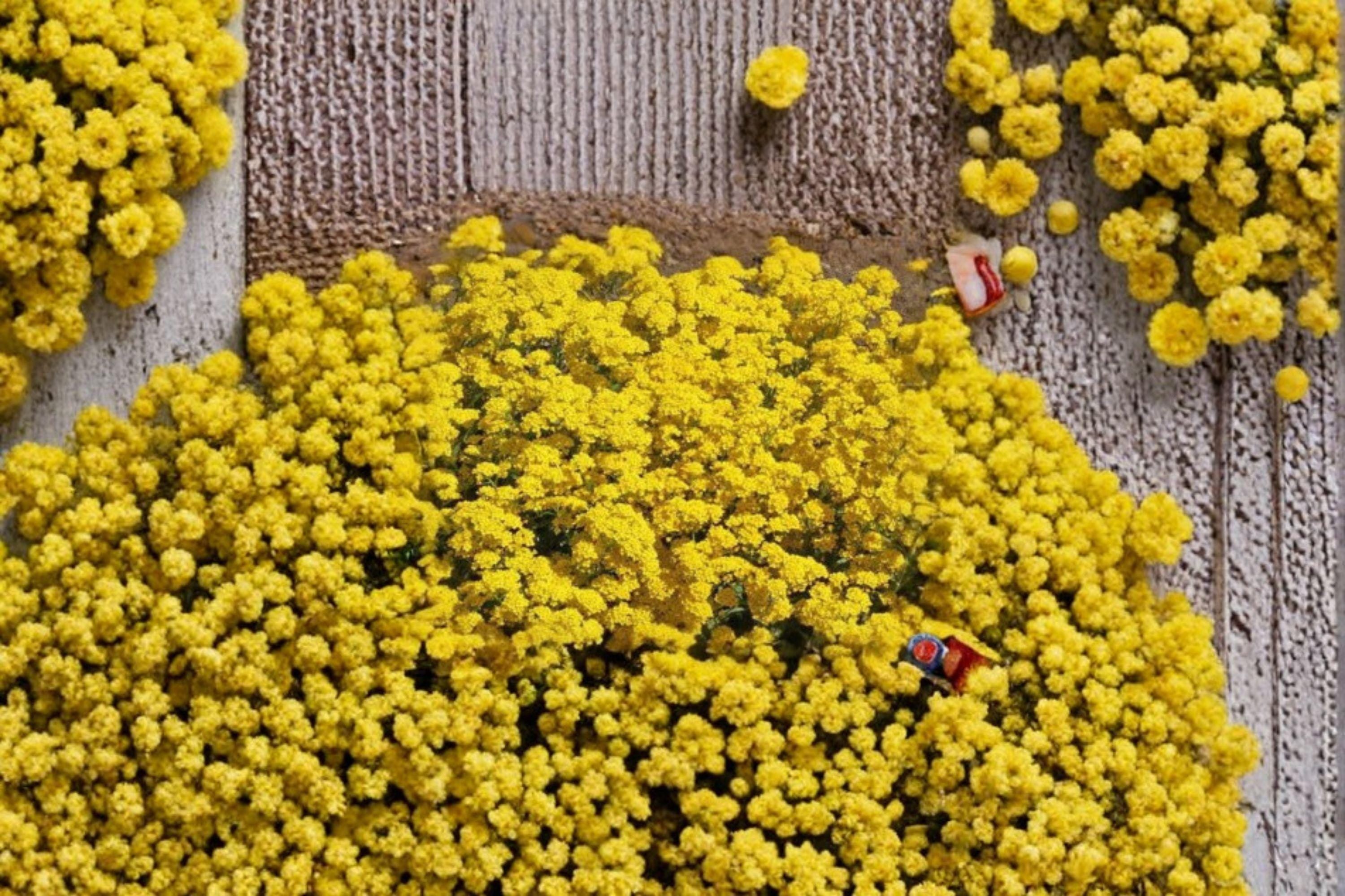 Basket of Gold – Alyssum saxatile 100 Seeds | Bright Yellow Blooms | Hardy Perennial