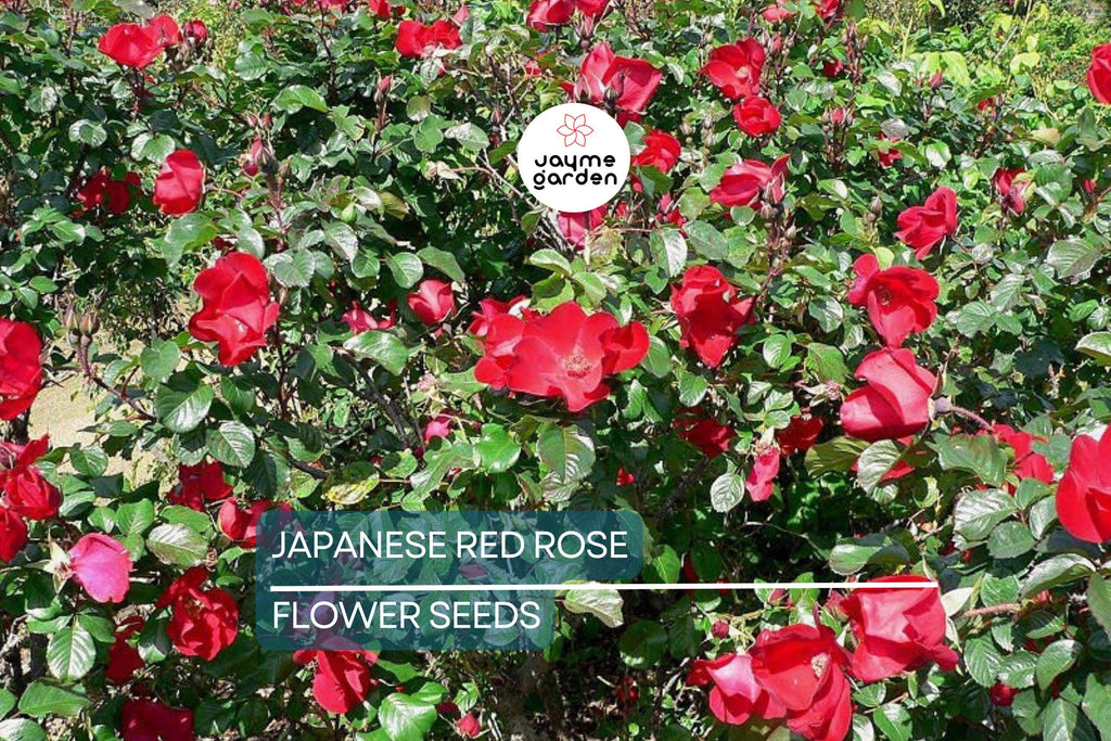 20 Japanese Red Rose Seeds (Rosa rugosa "Rubra") – Hardy Fragrant Bush, Edible Hips, Zones 3-10