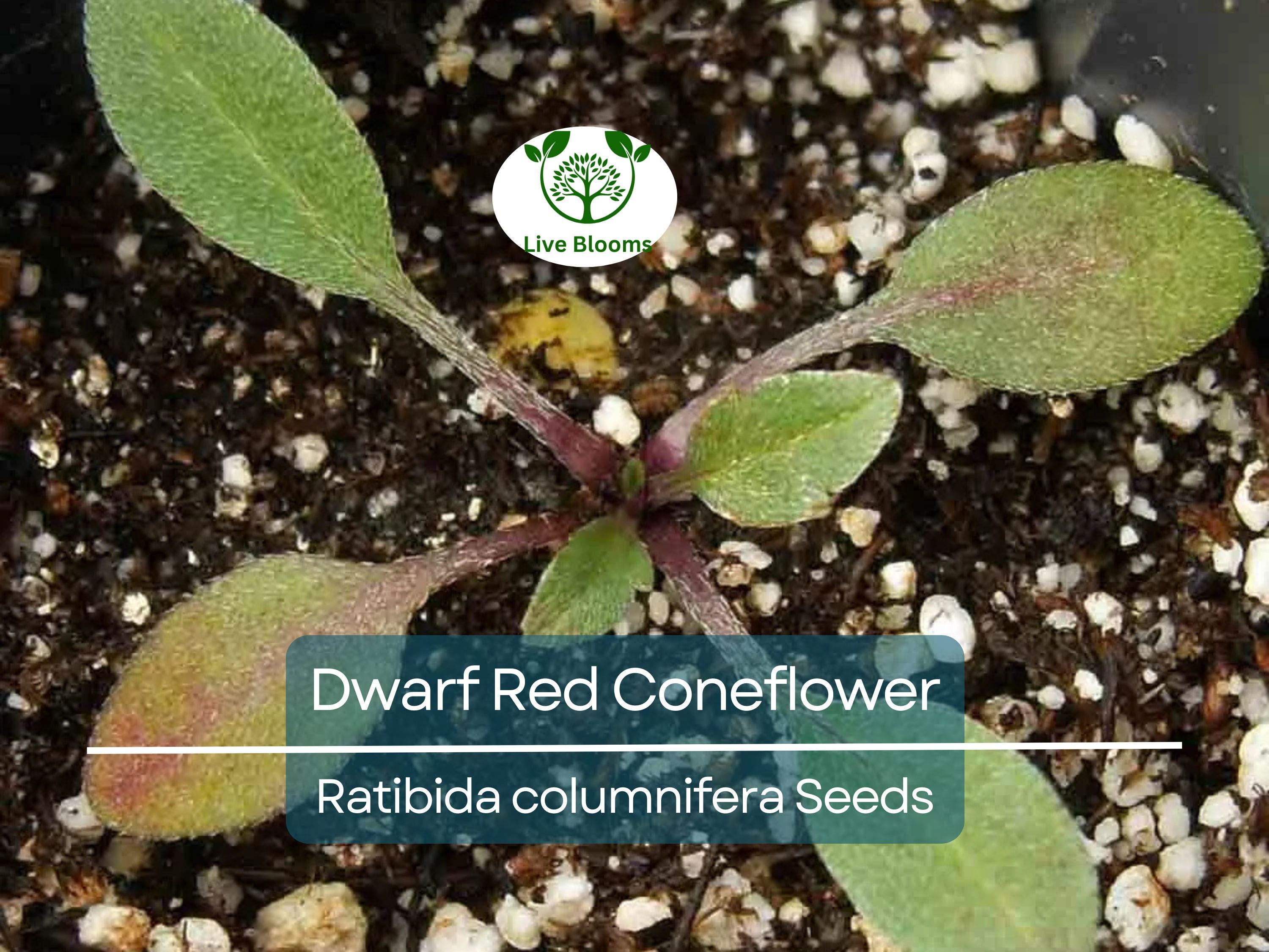 500 Seeds Dwarf Red Coneflower Perennial, Non-GMO, Pollinator-Friendly, Meadow Wildflower, Ratibida columnifera