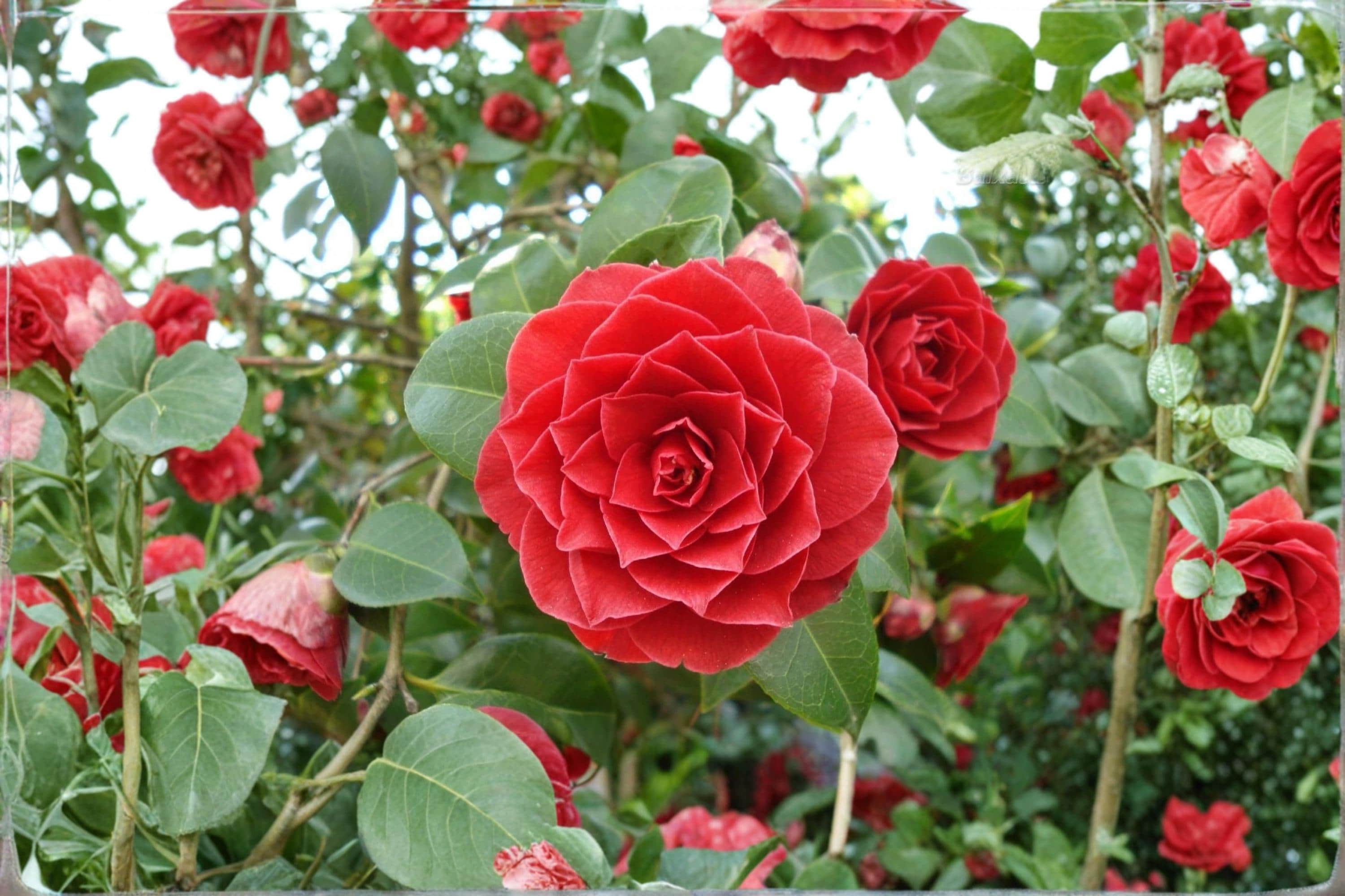 Middlemist Red Camellia 3 Cuttings 6-8" (Camellia japonica) Unrooted Flowering Shrub Cuttings