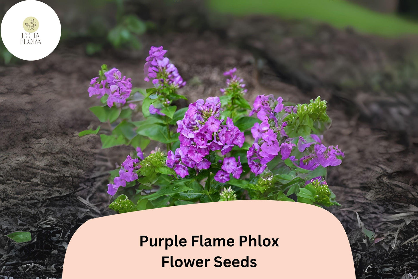 100+ Purple Flame Phlox Seeds – Compact Perennial Garden Flowers, Phlox paniculata