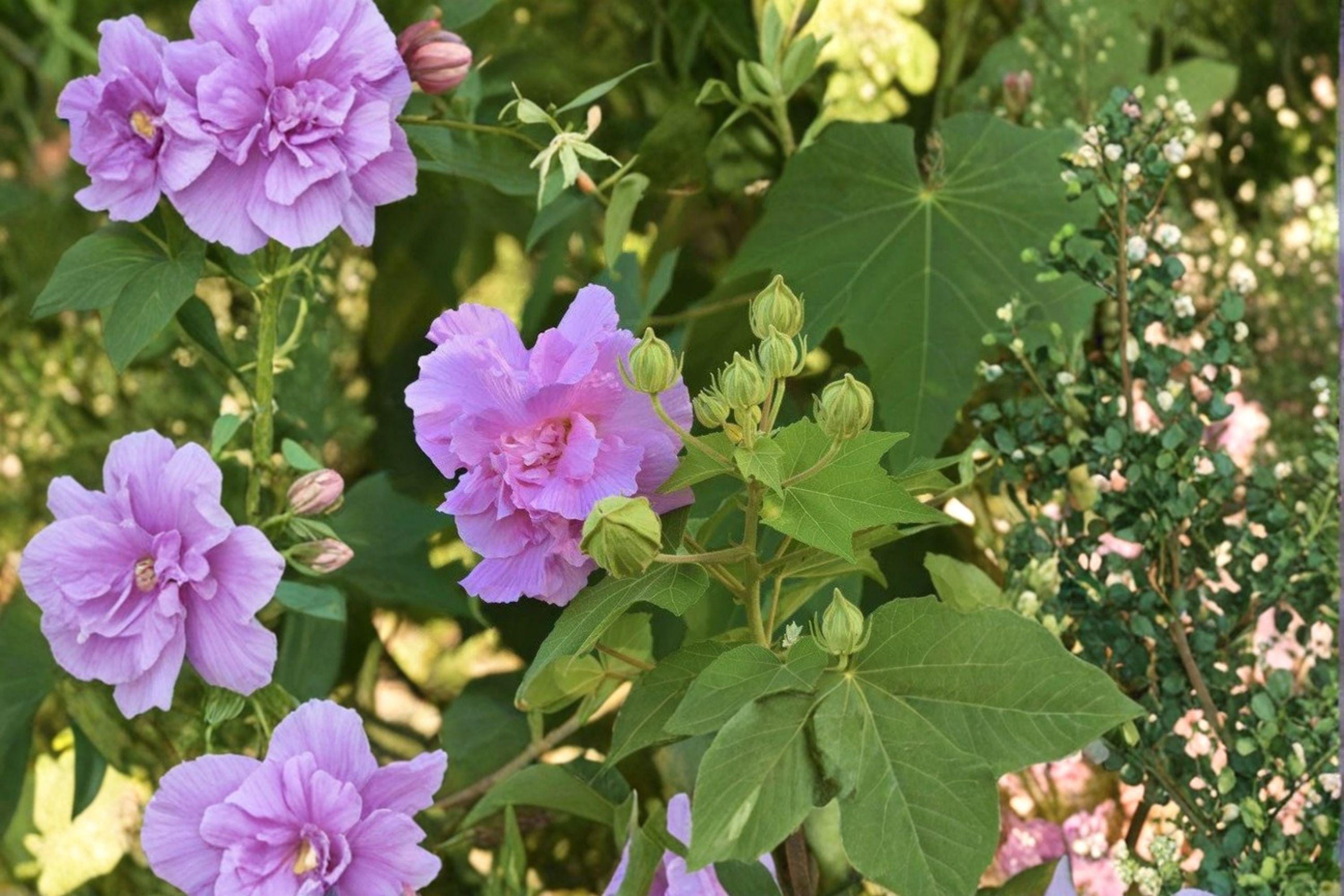False Confederate Rose Seeds – Hibiscus paramutabilis | 10 Seeds | Hardy Everblooming Mallow