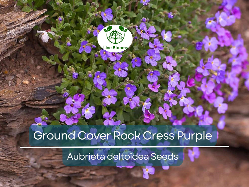 400 Seeds Ground Cover ROCK CRESS Purple (Aubrieta deltoidea) Fragrant Flowers, Non-GMO, Pollinator Friendly, Perfect for Garden Borders