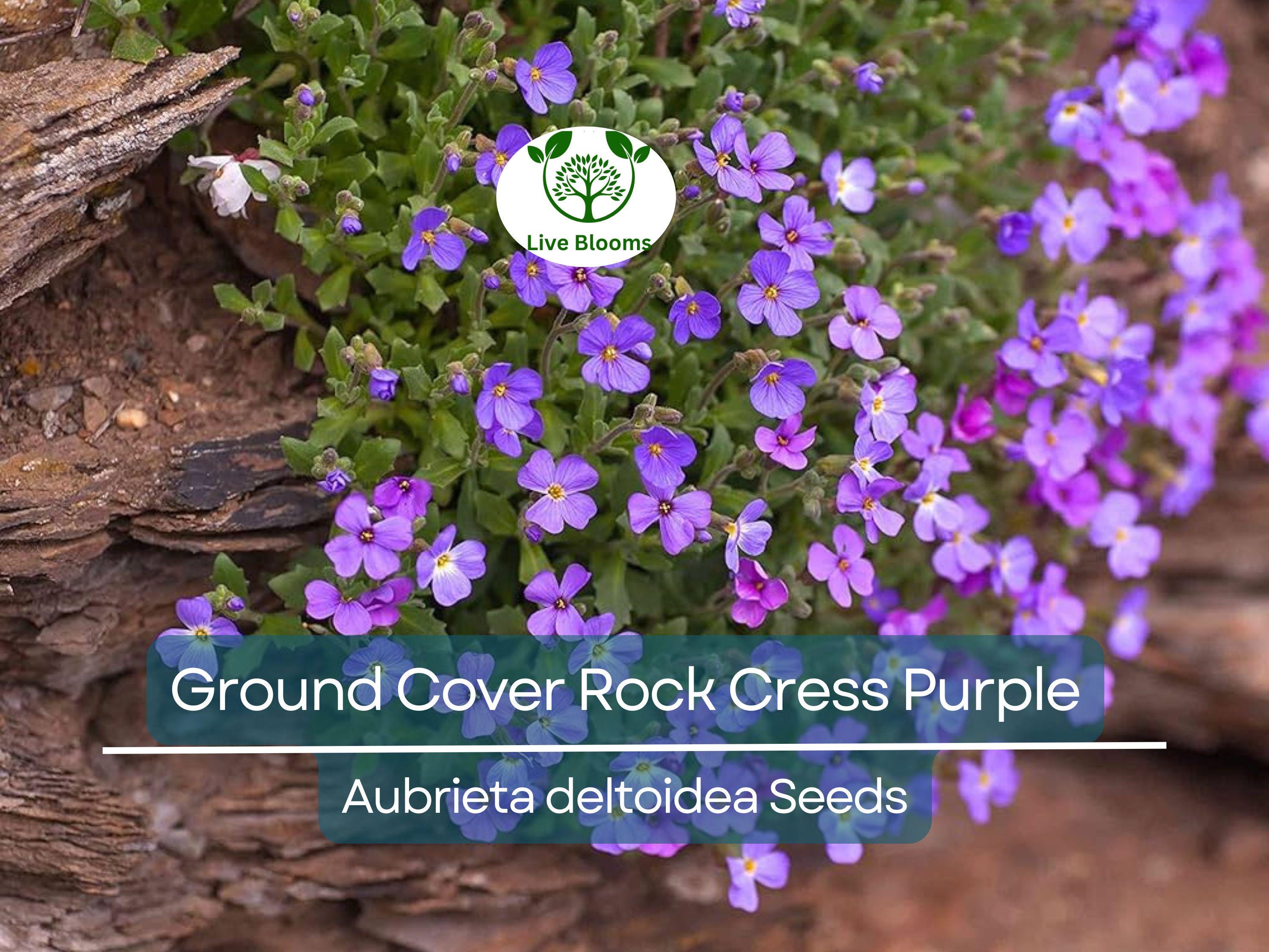 400 Seeds Ground Cover ROCK CRESS Purple (Aubrieta deltoidea) Fragrant Flowers, Non-GMO, Pollinator Friendly, Perfect for Garden Borders