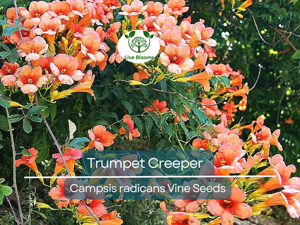 100 Flower Vine Seeds - Perennial Trumpet Creeper (Campsis radicans), Orange Flowers, Fast-Growing Vine, Climbing Plant, Wildlife Friendly