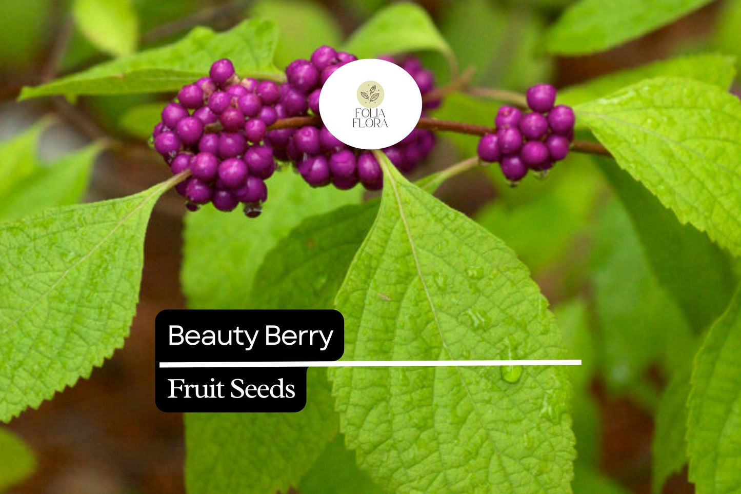 Beautyberry | 25 Seeds | Callicarpa americana | Native Shrub with Vibrant Purple Berries for Wildlife Gardens