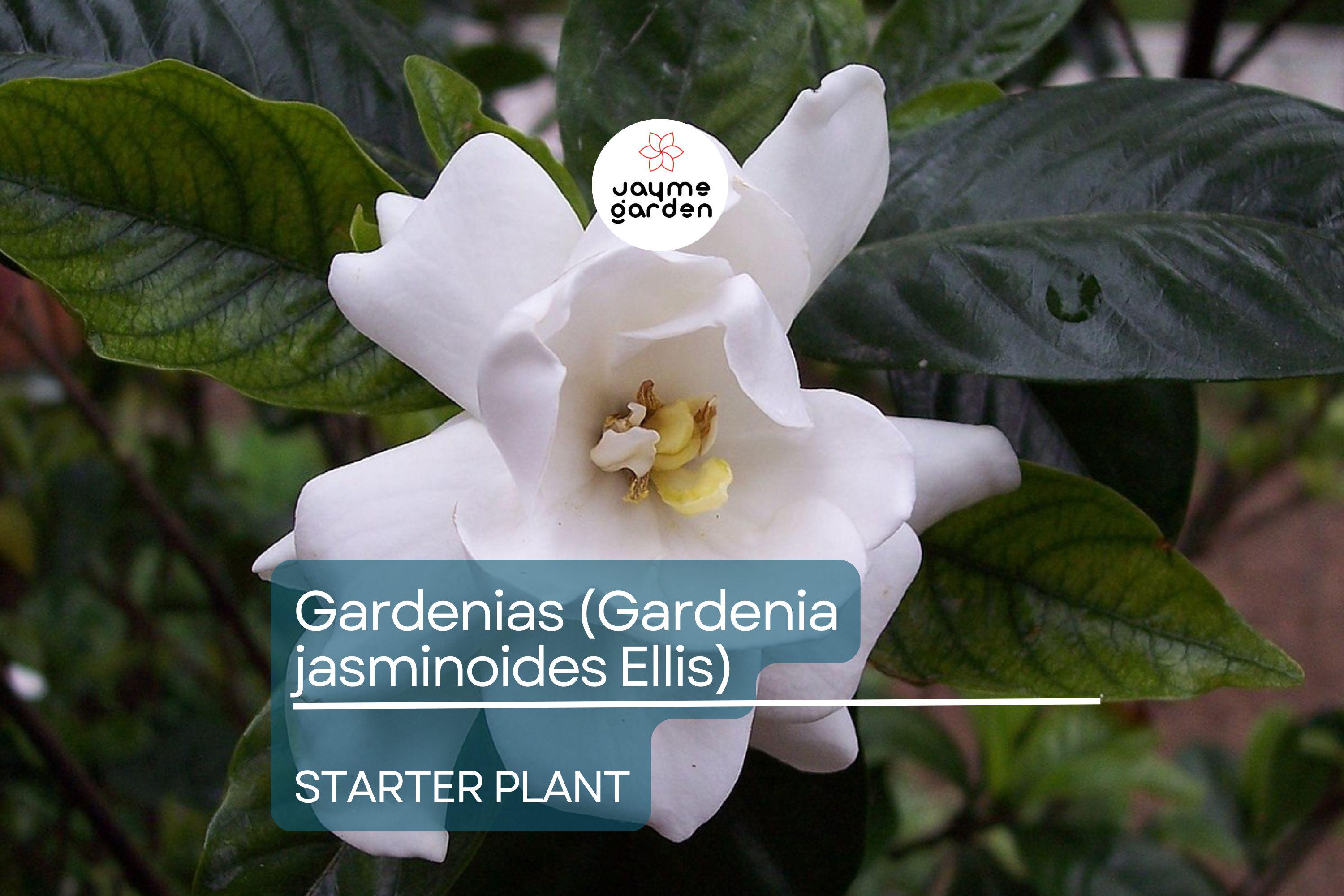 Gardenia Starter Plant (Gardenia jasminoides) – Fragrant Live Shrub, 1-2 Ft Tall, Ready to Plant, Lush Green Foliage & White Blooms