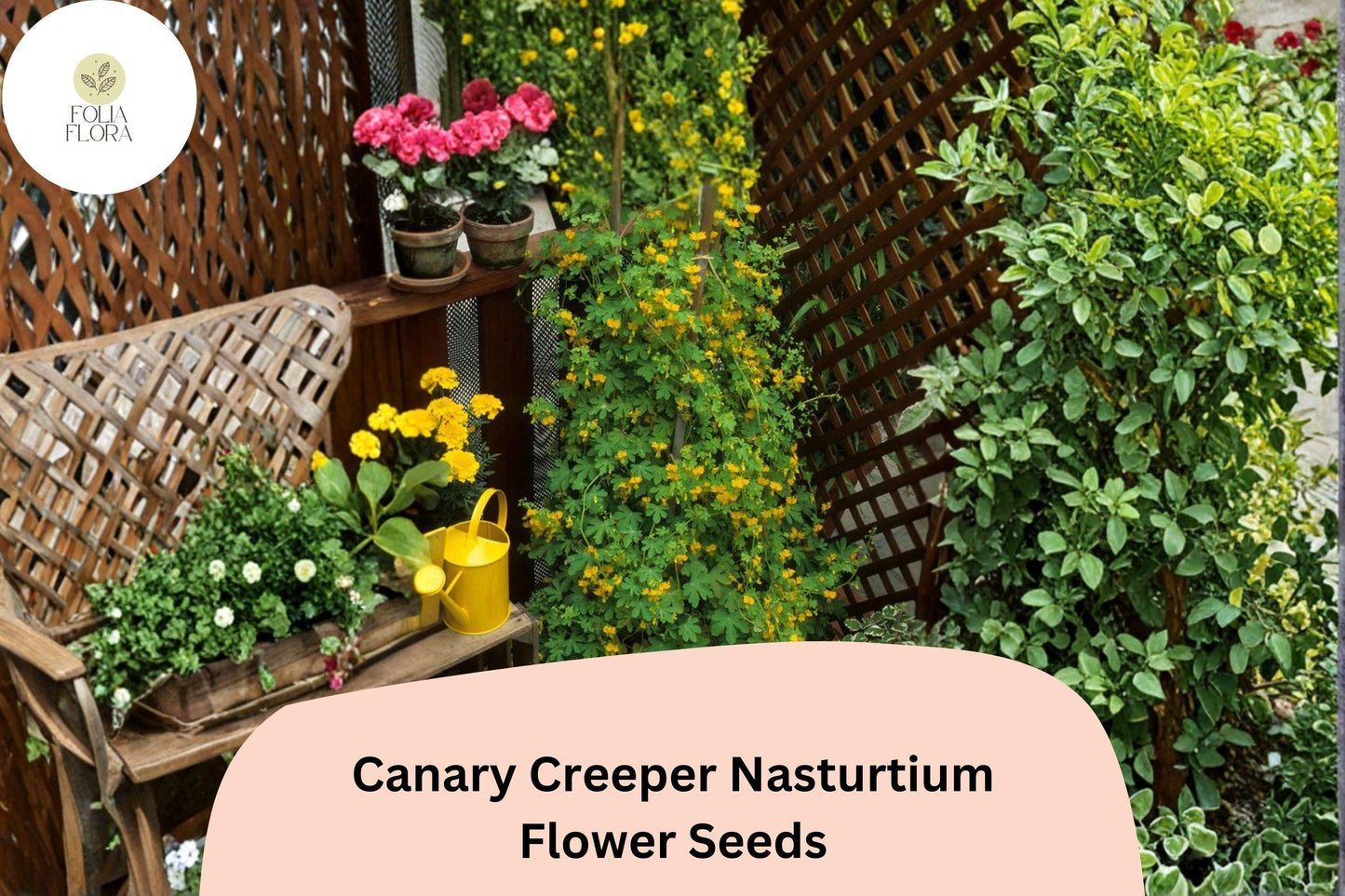 50+ Canary Creeper Nasturtium Seeds | Tropaeolum peregrinum | Yellow Climbing Vine Flower