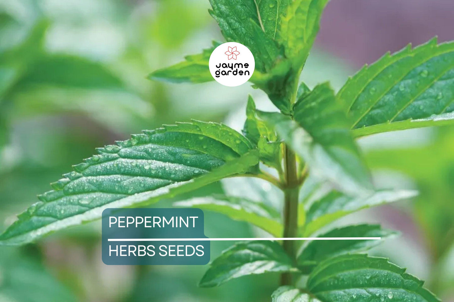 2000 Peppermint Seeds - Mentha Piperita - Non-GMO Heirloom Mint for Tea, Culinary & Medicinal Use - Fast-Growing Herb for Gardens