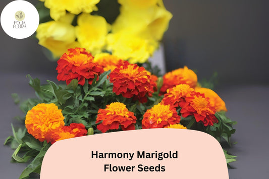 25+ Harmony Marigold Seeds | Tagetes patula | Compact French Marigold | Vibrant Orange & Yellow Blooms for Garden Planting