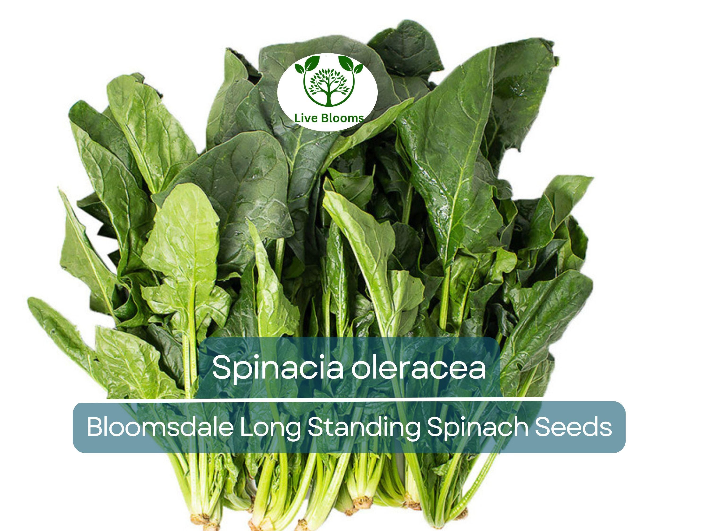 1 Gram Seeds Spinach Bloomsdale Long Standing – Spinacia oleracea | Heirloom Vegetable Seeds for Planting & Gardening