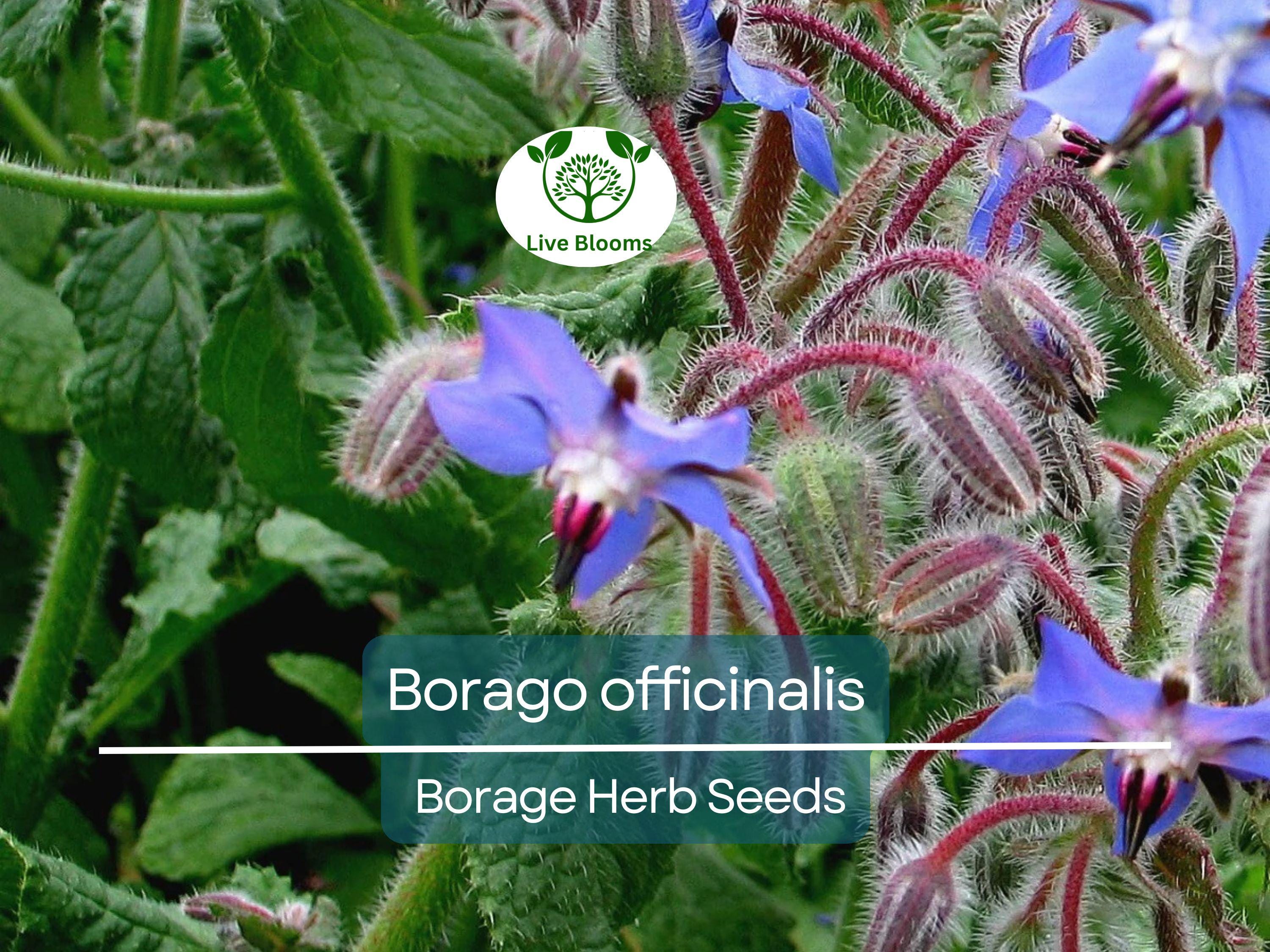 1 Gram Seeds Borage – Borago officinalis Herb for Planting | Edible Flowers, Pollinator Friendly, Easy Garden Herb