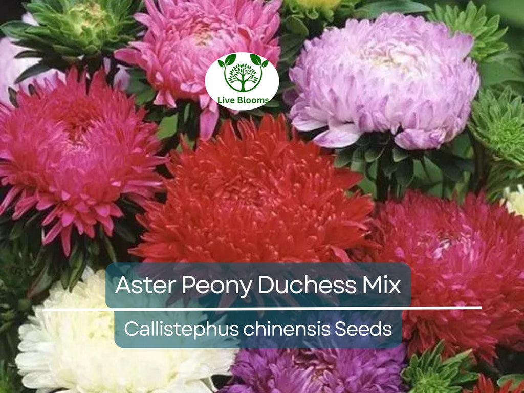 200 Seeds Aster Peony Duchess, Mixed Colors, Non-GMO, Aster x hybrida, Vibrant Garden Blooms, Easy to Grow