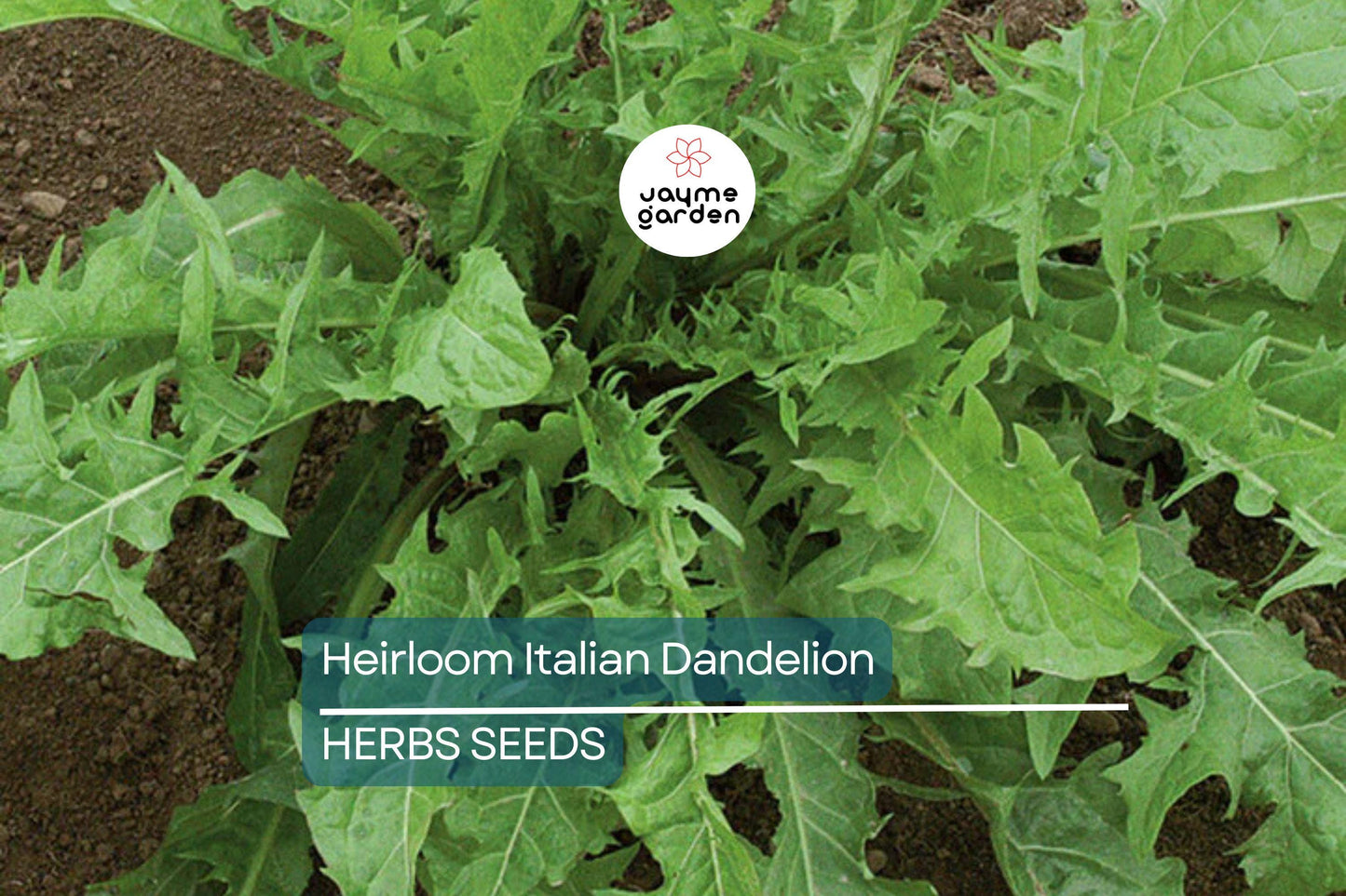 1000 Heirloom Italian Dandelion Seeds - Catalogna Emerald Endive (Cichorium intybus) - Slow-Bolting Chicory